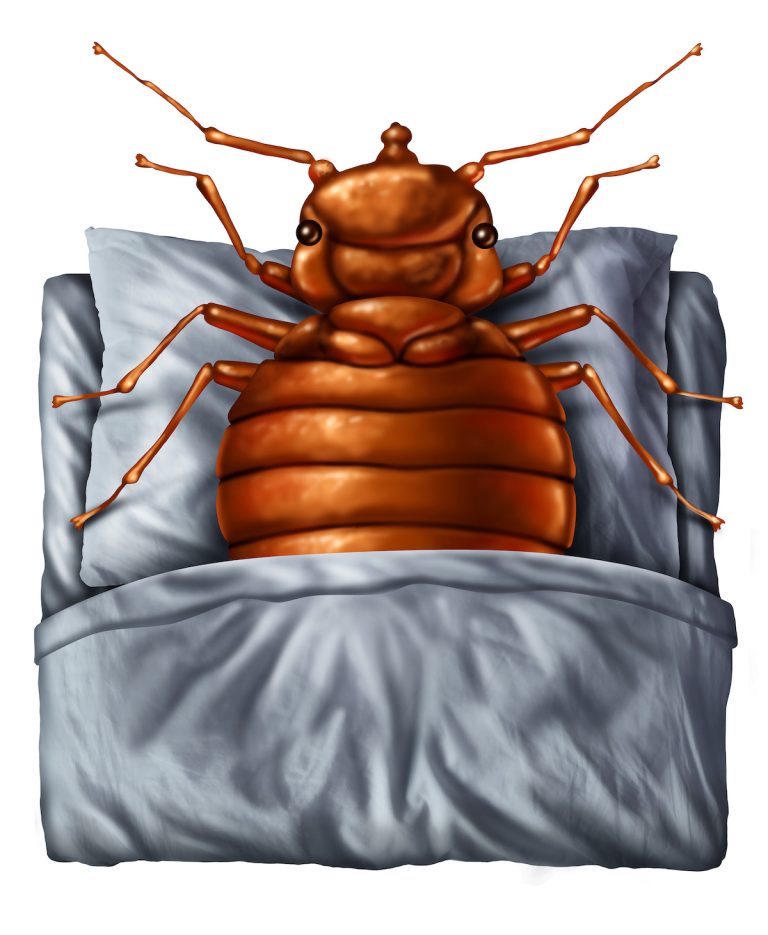 6 Tips for Avoiding Hotel Bedbugs