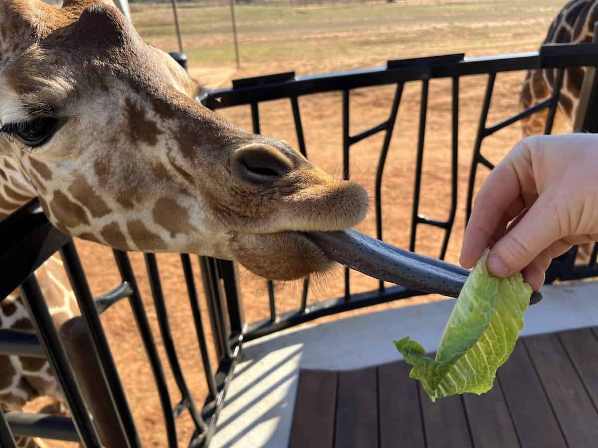 Longneck Manor-feeding lettuce to a baby giraffe named Kili